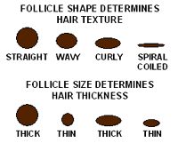 A lot of americans grow up thinking that whites don't have curly hair, unless they're hispanic or have some distant black ancestry. Understanding Genetics