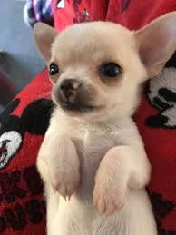 Black And White Chihuahua Puppy Chihuahuas Puppy S Seaham County Durham Pets4homes Cute Puppies Chihuahua Puppies Chihuahua Love