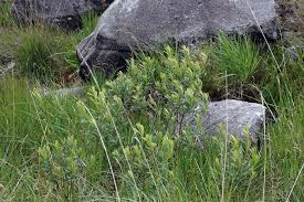 Image result for Myrica pilulifera