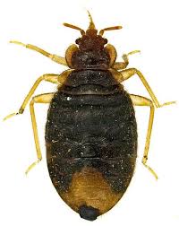 Image result for Cimex Lectularius L