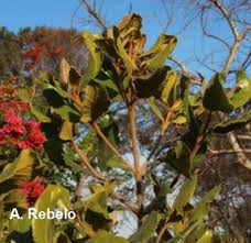 Image result for Curtisia dentata