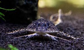 Wels verschluckt sich an schildkröte: Chamaleon Flunderwels Tiere Chamaleon Wels