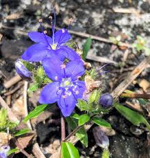 Последние твиты от florida native plant society (@fl_native_plant). Here S A Sexy Rainbow Courtesy Of Florida S Native Plants