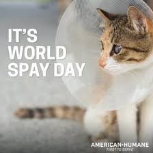 It's also better for your pet's health. Juvenile Spay Neuter American Humane American Humane