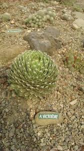 The lotus flowers are one of the most popular plants in the world. Lotus Shaped Cactus Picture Of Sarkaria Cactus Garden Panchkula Tripadvisor