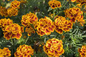Check spelling or type a new query. 21 Plantes Anti Mouche Jardin Et Plantes Fr