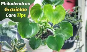 Considering that nothing goes wrong with it along with its pollutants absorbing nature, makes it unique in the plant world! 9 Proven Tips For Philodendron Grazielae Care Propagation