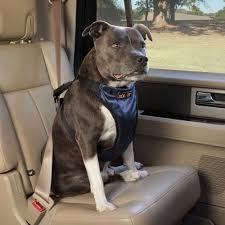 99 ($17.99/gram) get it as soon as tue, feb 16. Solvit Deluxe Pet Vehicle Safety Harness Large Petco Dog Safety Harness Dog Safety Dog Harness