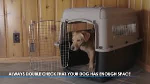 Aspen pet porter 50 70. How To Properly Size A Kennel Or Crate For Your Dog Youtube