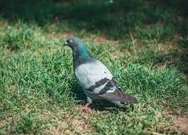 How to identify damage caused to your garden by chipmunks. How To Keep Pigeons Out Of Your Garden July 2021
