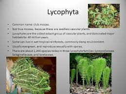 The four major groups of vascular plants are: Plant Classification Josh Seelbaugh Bryophyta Common Name Mosses Seedless Nonvascular Damp Forests Other Mosses They Grow Close To The Ground And Ppt Download