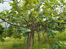 Image result for Ficus trichopoda