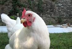 What are the white chickens called?