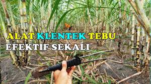 Artikel ini akan membincangkan cara tanam pisang yang betul. Download Tebu Mp4 Mp3 3gp Mp4 Mp3 Daily Movies Hub