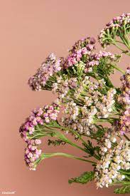 Download Premium Image Of Blooming Pink Yarrow Flowers 2278279 Pink Yarrow White Lily Flower Yarrow Flower