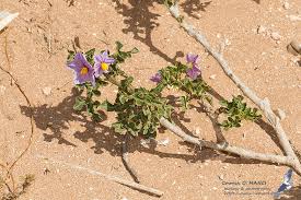 Image result for Solanum linneanum