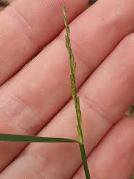 Image result for Entolasia