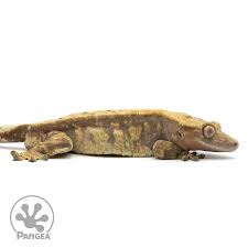 Image result for Crepidorhopalon goetzei