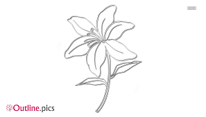 Easy ordering in our web shop. Tiger Lily Flower Drawing Outline Outline Pics