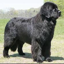 Newfoundlands don't do well when left alone for long periods. Please Don T Ruin The Newfoundland The Institute Of Canine Biology