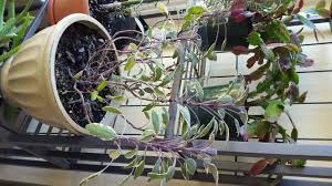 Learn how to grow sage indoors in an urban cultivator growing appliance. Bringing Herbs Indoors For The Winter Advice From The Herb Lady