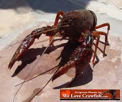 We did not find results for: Crawfish Facts Common Questions About Crawfish And Faqs