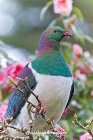 New Zealand Wood Pigeon Kea Photography Pet Birds Wood Pigeon Animals