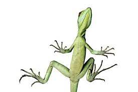 I'll get back to that in a minute) has bright yellow eyes and skin that comes in shades of bright to emerald green and white patterned spots with yellow or bluish flecks. Green Basilisk Lizard Basiliscus Plumifrons View From Below Showing Long Toes Fringed With Scales Enable It To Tread Water S Basilisk Lizard Lizard Basilisk