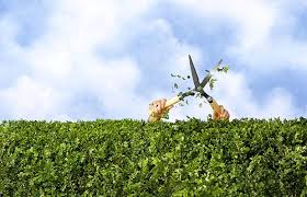 Image result for Hedge trimming