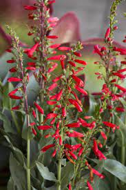 Requires good soil and extra water, grows in sun or light shade. Firecracker Penstemon