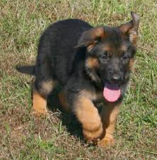 Shiphra german shepherds is an ontario breeder of only the finest german shepherd puppies. German Shepherd Puppies Nc
