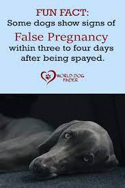 Pin On Dog Health