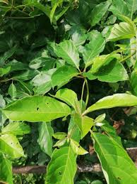 Image result for Terminalia superba