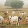 La deforestación del Chaco paraguayo amenaza al pueblo Ayoreo: denuncian el impacto del mercado del cuero