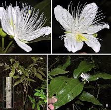 Image result for Capparaceae