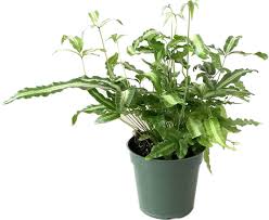 Image result for Pteris cretica