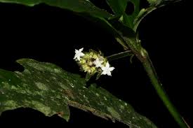 Image result for Psychotria peduncularis