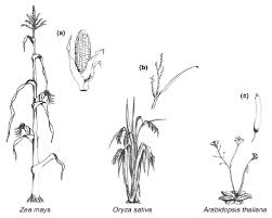 Image result for Zea mays