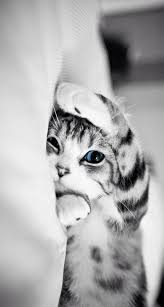 Black And White Kitty Wallpaper Pinterest For Business Marketing Expert Uk Specialist Kitten Wallpaper Cat Wallpaper Animal Wallpaper