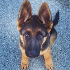 Check spelling or type a new query. 21 Reasons You Should Never Adopt A German Shepherd