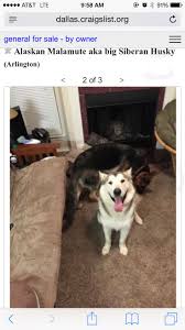 Searching for former owner of dakota the female pointer/hunting dog hide this posting restore restore this posting. Craigslist Dallas Pets