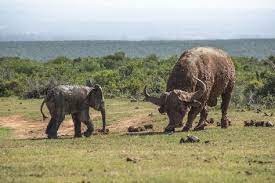 This Fight Between A Baby Elephant And A Giant African Buffalo With Images Elephant Buffalo Bulls Elephant Life