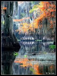 Caddo Lake Tx The Only Natural Occurring Lake In Texas All Others Are Man Made Beautiful Nature Landscape Photos Nature