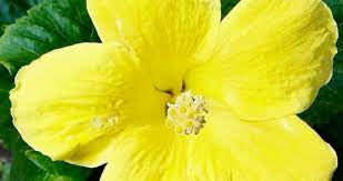 Hawaii's official state flower is the yellow hibiscus (hibiscus brackenridgei), also known as the pua mao hau hele. The Yellow Hibiscus Hawaii S State Flower Travel To Paradise