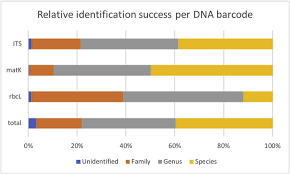 Image result for Bonamia mossambicensis