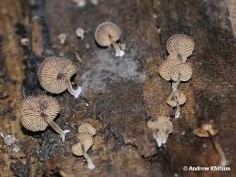 Image result for Simocybe centunculus