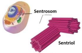 Maybe you would like to learn more about one of these? Perbedaan Sel Hewan Dan Sel Tumbuhan Serta Tabel Gambar Lengkap