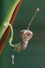 Image result for Ceropegia haygarthii
