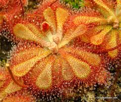 Image result for Drosera natalensis