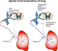 Development Of Lung Innervation Oxford Research Encyclopedia Of Neuroscience
